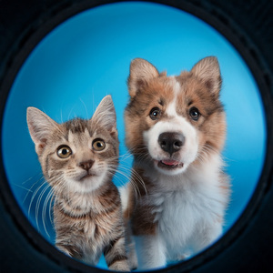 Beats Peludos Para El Descanso