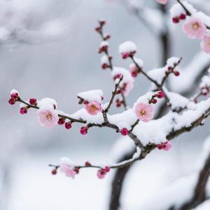 梅坳雪谣