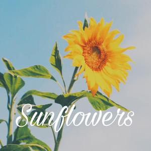 阳光下的向日葵