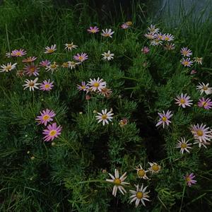 追逐着星光漫天的世界（prod by金桔0RANG3)