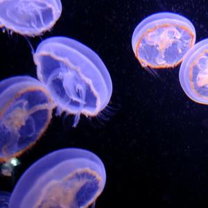Cnidaria (feat. KYMOX) (Acid Remix)