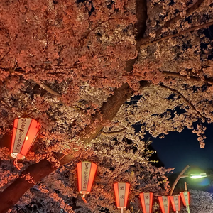 さくらのうた（cover:高橋優）