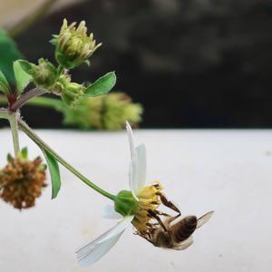 春三月(ukulele弹唱版)