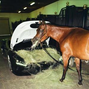 马蹄马蹄哒哒哒