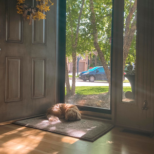 目断飞鸿-小鱼豆腐