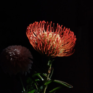 明け方のモヤ (TOSHIKI HAYASHI (%C) Remix)