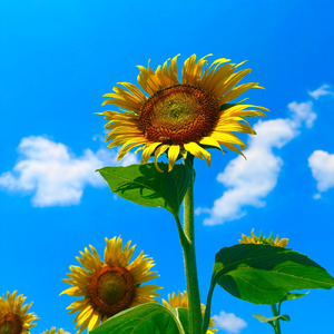 【自然音】夏の風物詩～セミの鳴き声～