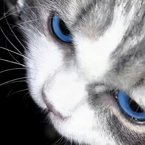 Nevada（环绕x0.8）