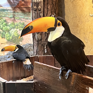 夏天到此为止，夏天周而复始