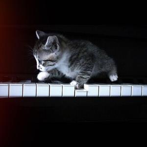 Ayasa绚沙-《告白之夜》小猫钢琴版（_琴键上的猫_ remix）