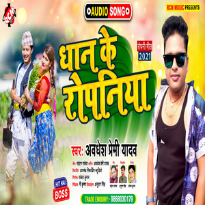 Dhan ke ropaniya