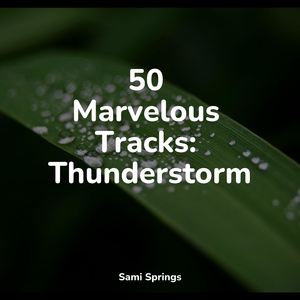 Forest Sounds (Birds)