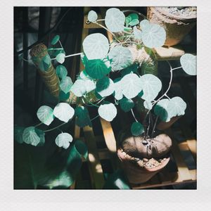 【いなみ】Mukae（Cover 君島大空)