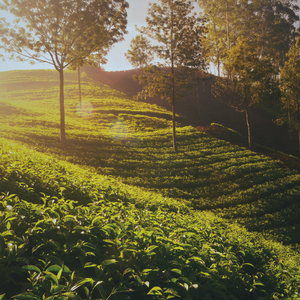Ayurveda