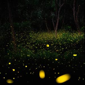 La noche llora un mar de luciérnagas