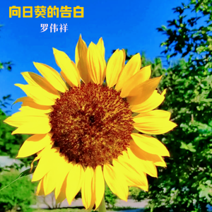 向日葵的告白