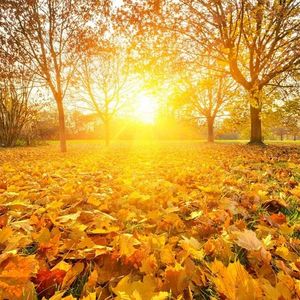 任时光在掌心发芽