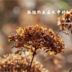 孤独的我在风中徘徊