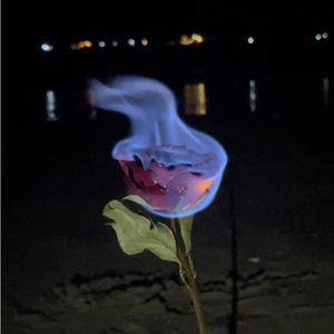 焚愿