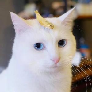 Sapne Re（翻自 Meghna Mishra）