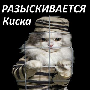 Разыскивается Киска
