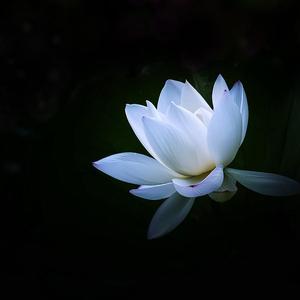 Flower Blooming In Rain