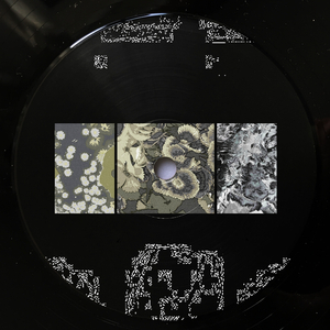 Proxima