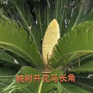 月色思念（翻自 赵海洋）