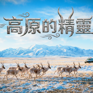 高原的精靈