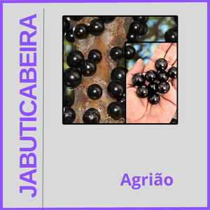 Jabuticabeira