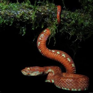 蛇毒Snake Venom