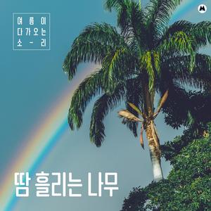 땀 흘리는 나무