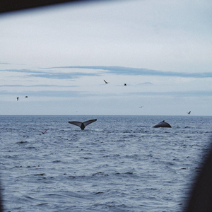 Whales