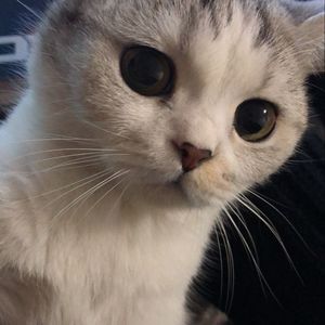 你是山楂树，我是你脚下的坟