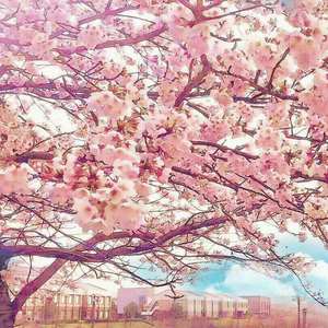 夏の日花下顔をあわせる