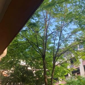 刘若英-后来(DJ阿福ProgHouse 阿奇修改Mix国语女)