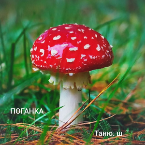 ПОГАНКА