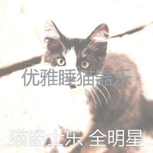 温和小猫梦想