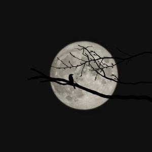 我问月亮啊月亮