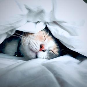 It's Okay to Fall Asleep (feat. Felipe Paccagnella)