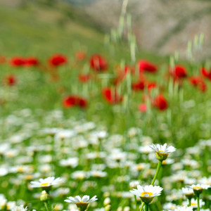 Cura senhor _que haja mais amor
