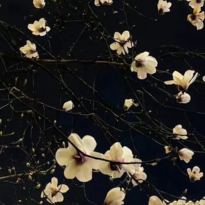 时间是贼