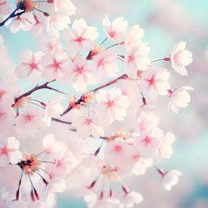 さくら、さくら