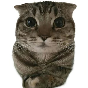 王铮亮-不哈（Asuka remix）