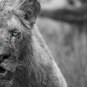 Pit of Lions (feat. Sam Astaroth)