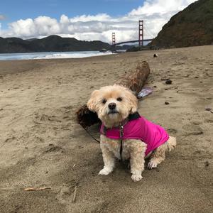 For Bonnie (Rough Cut #2) [4k] (Radio Edit) (Radio Edit)