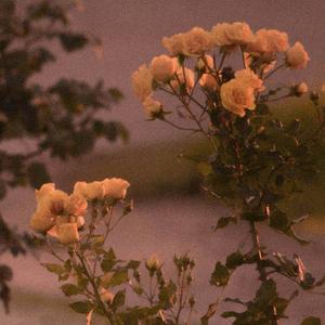 见信好 我们会在春天相见（见春天捉刀客同人曲）