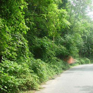 Pathetic Magic (Joe Williams/Jason Urick Remix)