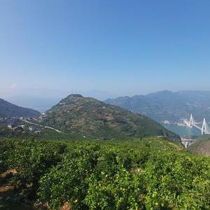 究竟是为什么 (Cover 雨中百合)