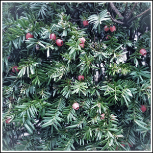 Kindling (Instrumental)